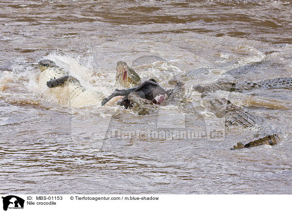 Nilkrokodil / Nile crocodile / MBS-01153