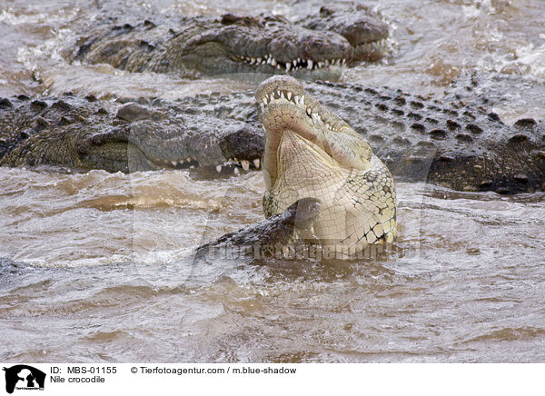 Nile crocodile / MBS-01155