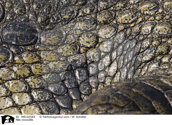 Nilkrokodil / Nile crocodile / WS-02584
