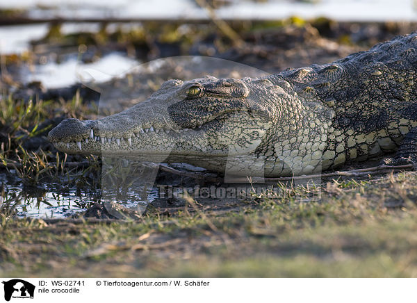 nile crocodile / WS-02741