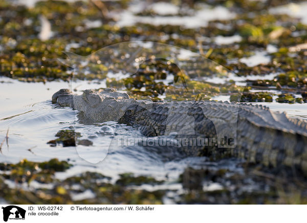 nile crocodile / WS-02742