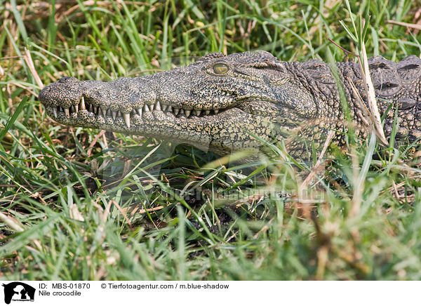 Nile crocodile / MBS-01870