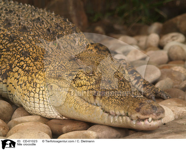 Nilkrokodil / Nile crocodile / CD-01023