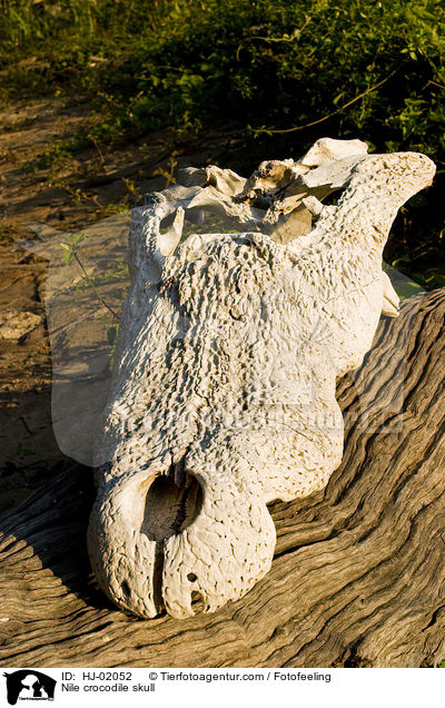 Schdel eines Nilkrokodil / Nile crocodile skull / HJ-02052