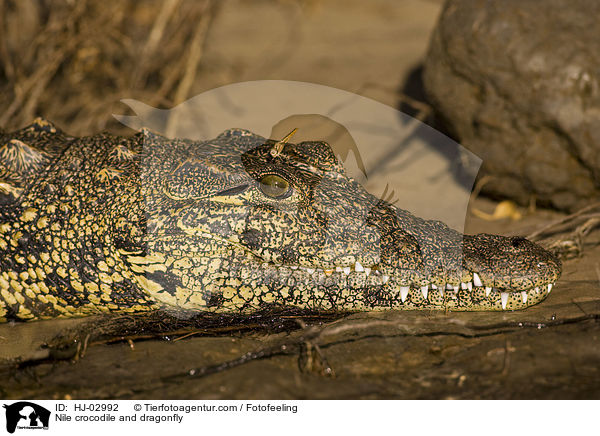 Nilkrokodil und Libelle / Nile crocodile and dragonfly / HJ-02992
