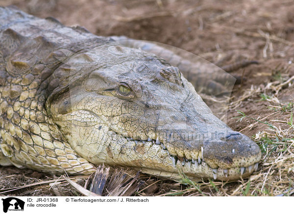 Nilkrokodil / nile crocodile / JR-01368