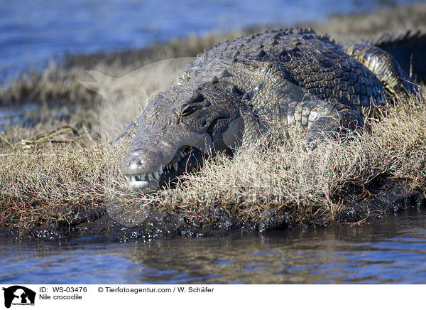 Nile crocodile / WS-03476