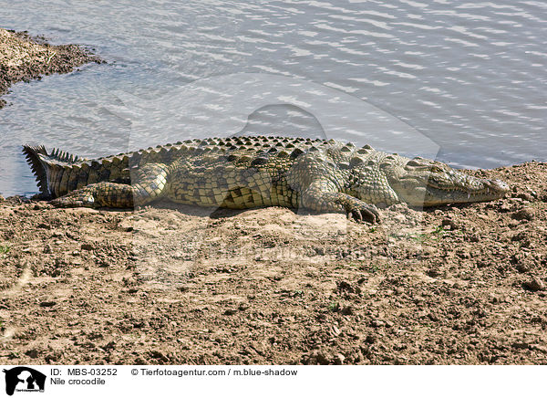 Nilkrokodil / Nile crocodile / MBS-03252
