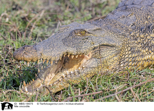 Nilkrokodil / Nile crocodile / MBS-18675