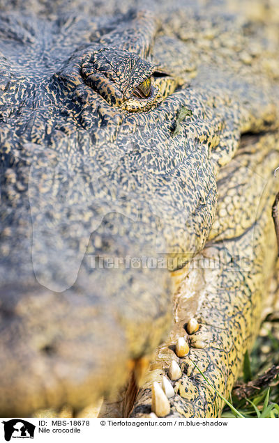 Nilkrokodil / Nile crocodile / MBS-18678