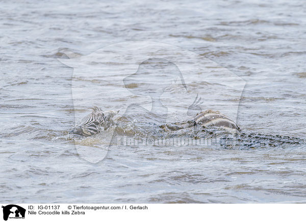 Nilkrokodil ttet Zebra / Nile Crocodile kills Zebra / IG-01137