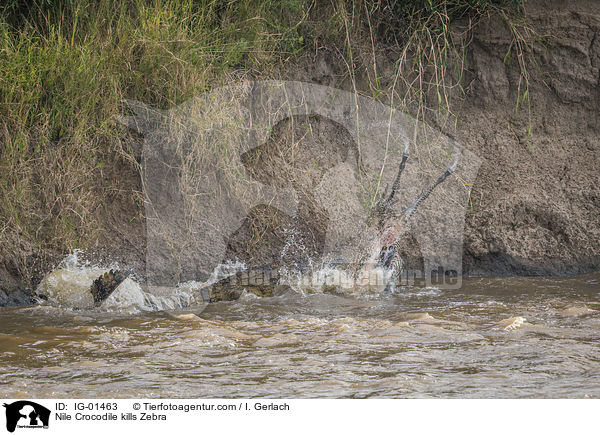 Nilkrokodil ttet Zebra / Nile Crocodile kills Zebra / IG-01463