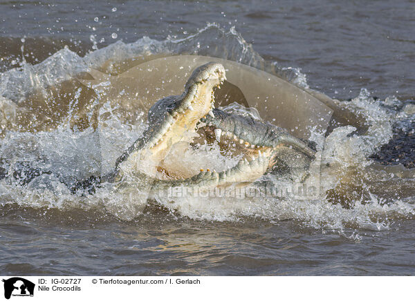 Nilkrokodile / Nile Crocodils / IG-02727