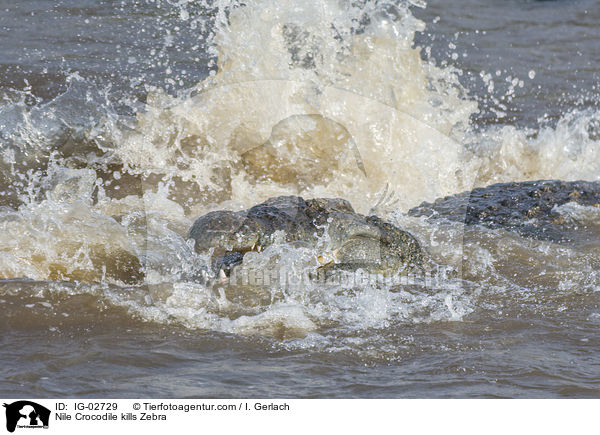 Nilkrokodil ttet Zebra / Nile Crocodile kills Zebra / IG-02729