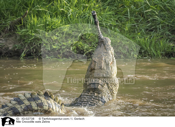 Nilkrokodil frisst Zebra / Nile Crocodile eats Zebra / IG-02738