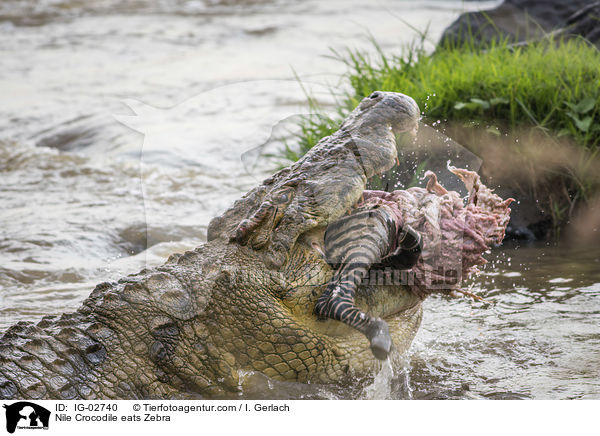 Nilkrokodil frisst Zebra / Nile Crocodile eats Zebra / IG-02740