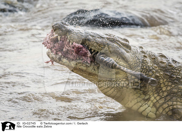 Nilkrokodil frisst Zebra / Nile Crocodile eats Zebra / IG-02745