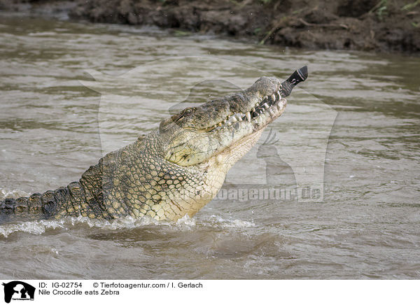 Nilkrokodil frisst Zebra / Nile Crocodile eats Zebra / IG-02754