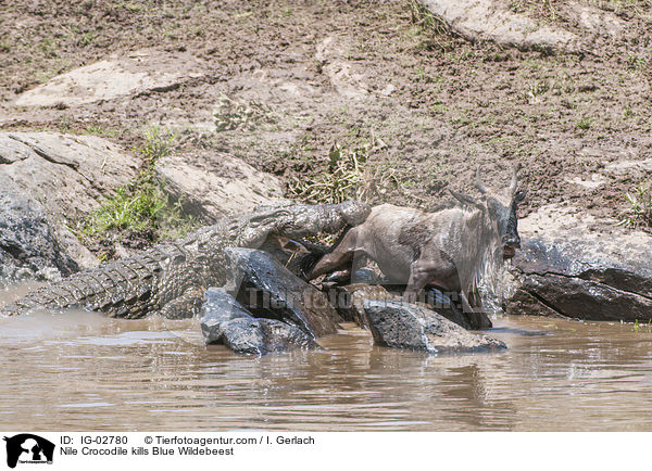 Nilkrokodil ttet Streifengnu / Nile Crocodile kills Blue Wildebeest / IG-02780
