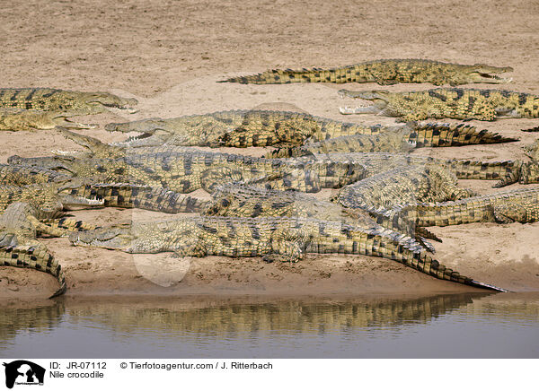 Nilkrokodil / Nile crocodile / JR-07112