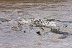 Nile crocodile