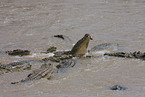 Nile crocodile
