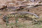 nile crocodile