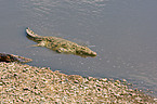 Nile crocodile