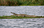 Nile crocodile