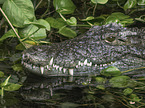 Nile crocodile