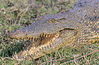 Nile crocodile