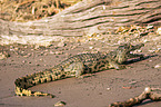 Nile crocodile
