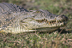 Nile crocodile