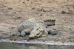 Nile Crocodile