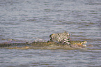 Nile Crocodile kills Zebra