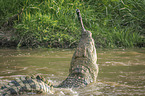 Nile Crocodile eats Zebra