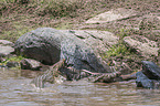 Nile Crocodile kills Blue Wildebeest