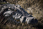 Nile crocodile
