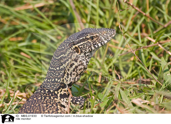 Nilwaran / nile monitor / MBS-01930