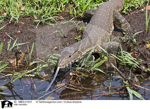 nile monitor / MBS-01931
