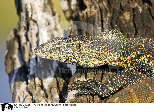 Nilwaran / nile monitor / HJ-03225