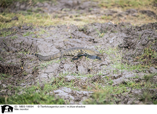 Nilwaran / Nile monitor / MBS-18694