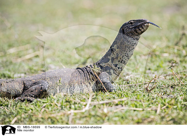 Nile monitor / MBS-18699