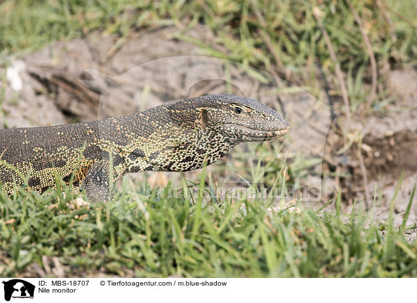 Nilwaran / Nile monitor / MBS-18707