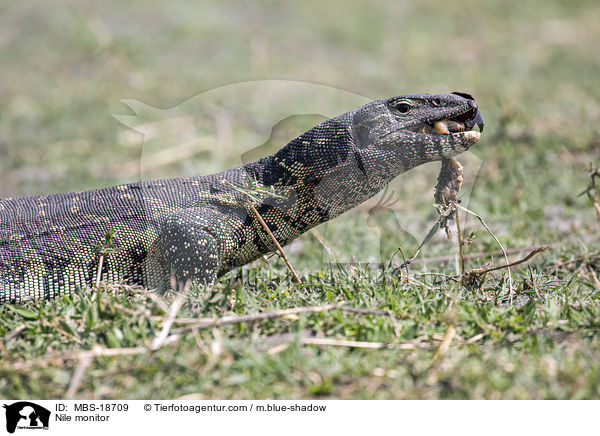 Nilwaran / Nile monitor / MBS-18709