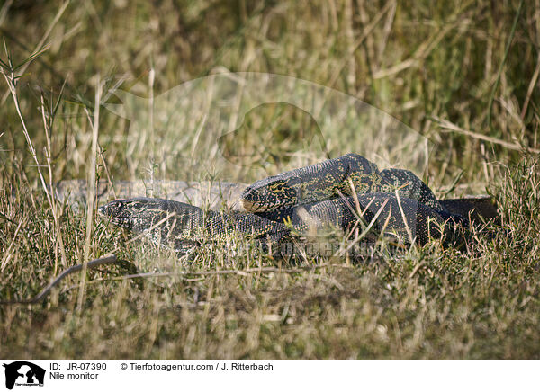 Nile monitor / JR-07390