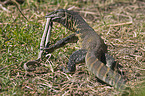 nile monitor
