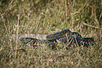 Nile monitor