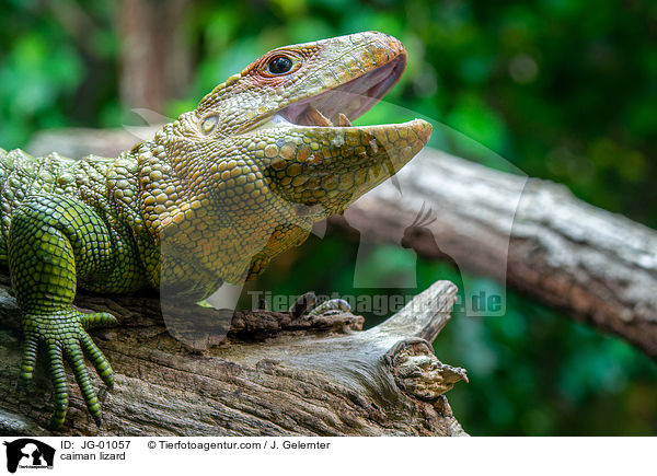 Krokodilteju / caiman lizard / JG-01057