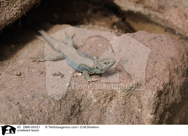 ocellated lizard / DMS-06021